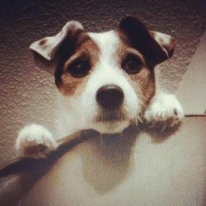 Meet your Posher, Dennis